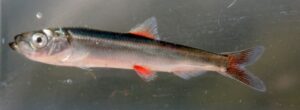 A photo of bleeding pacific herring.